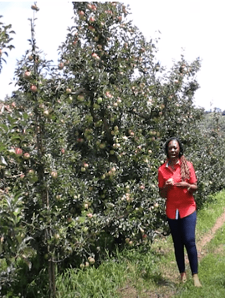 APPLE PLANTATIONS IN ZIMBABWE at CLAREMONT IN INYANGA the EASTERN HIGHLANDS